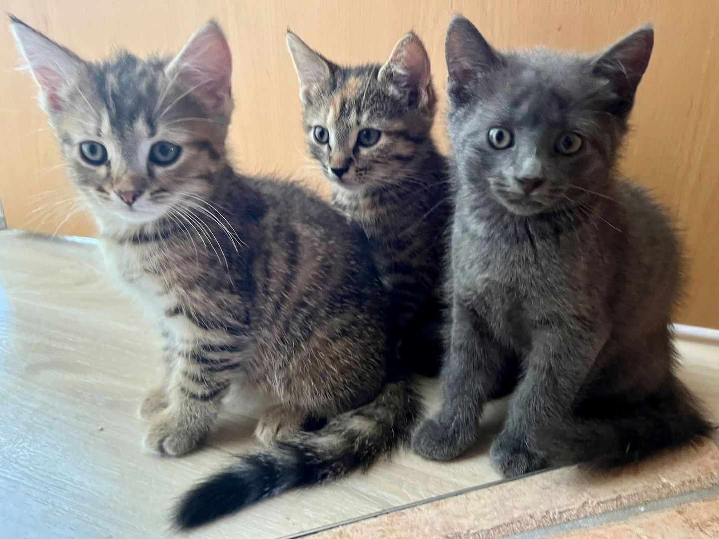 Süße BKH Kätzchen