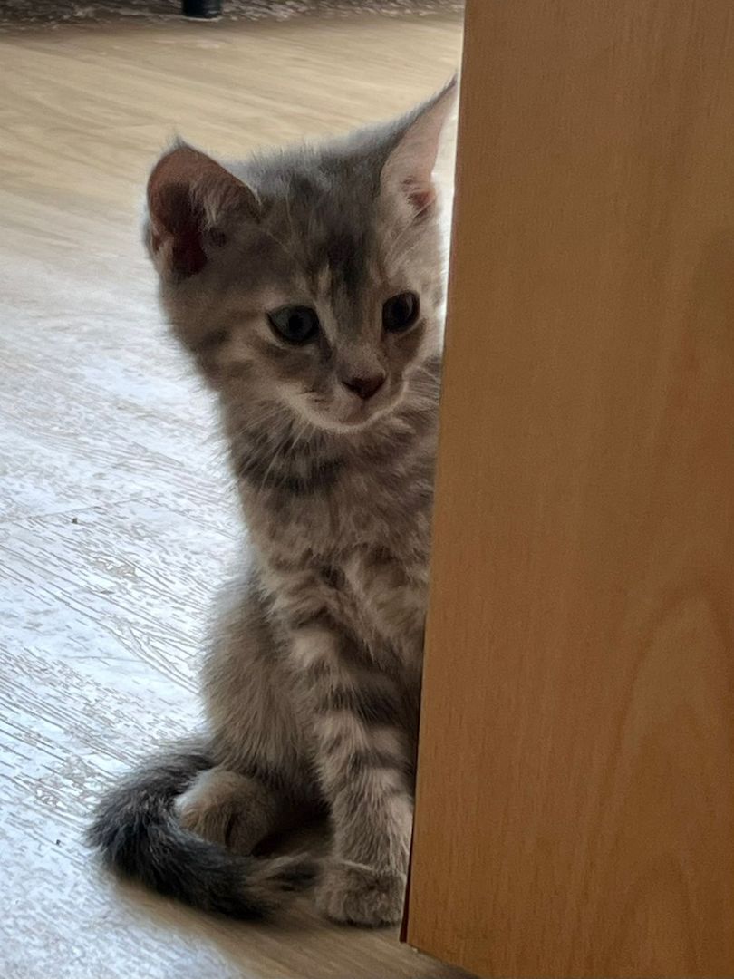 Süße BKH Kätzchen