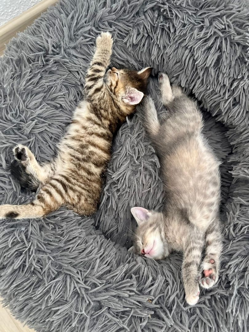 Süße BKH Kätzchen