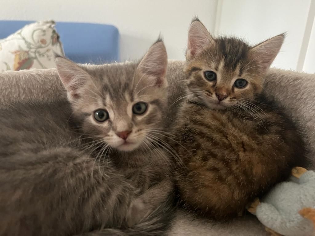 Süße BKH Kätzchen