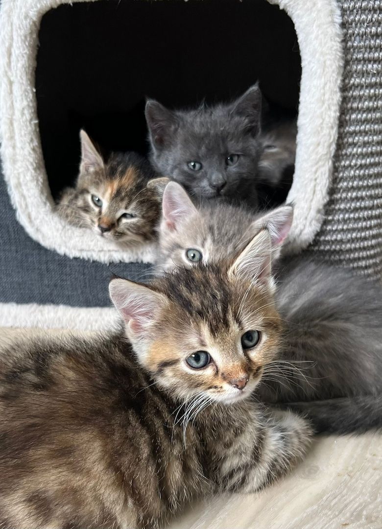 Süße BKH Kätzchen