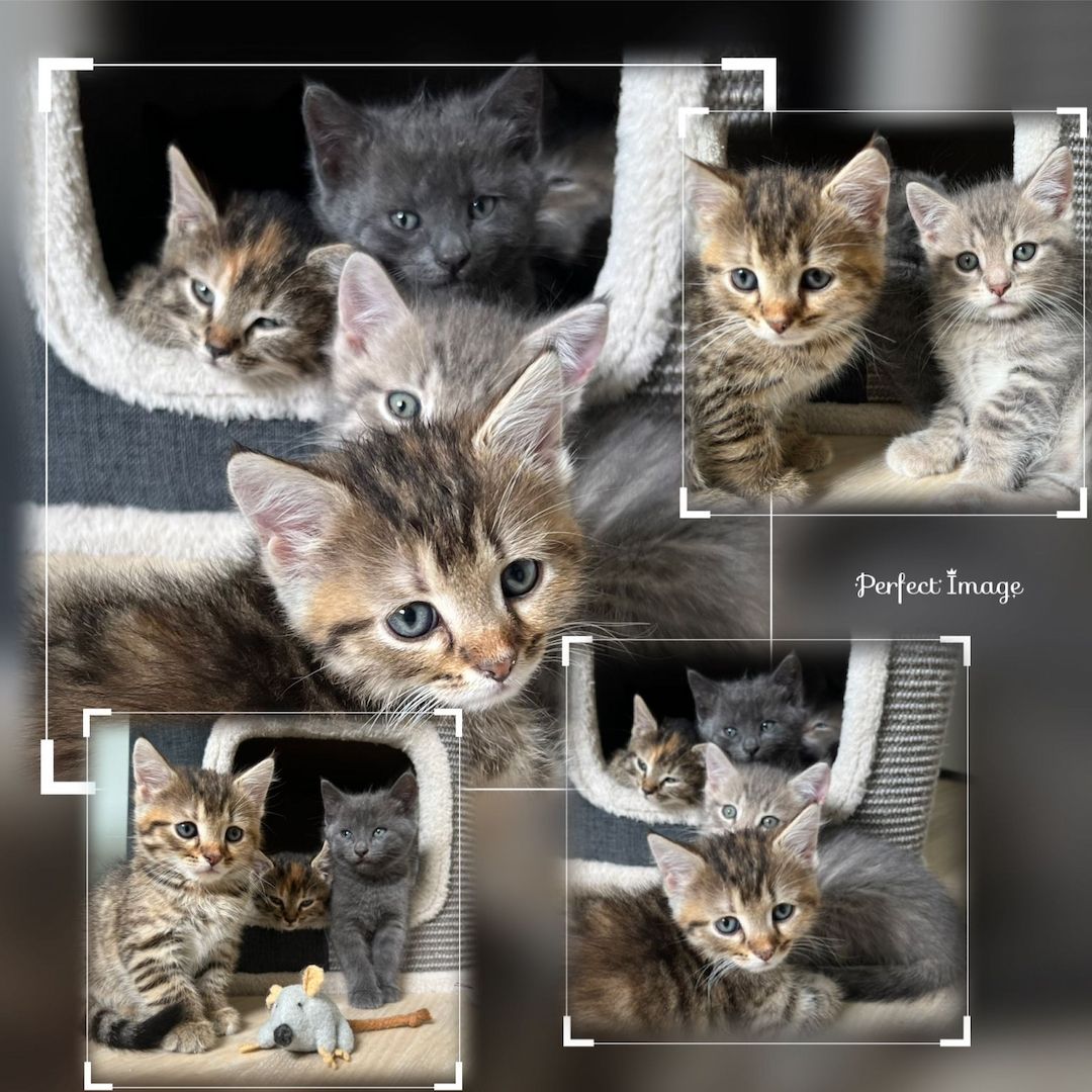 Süße BKH Kätzchen