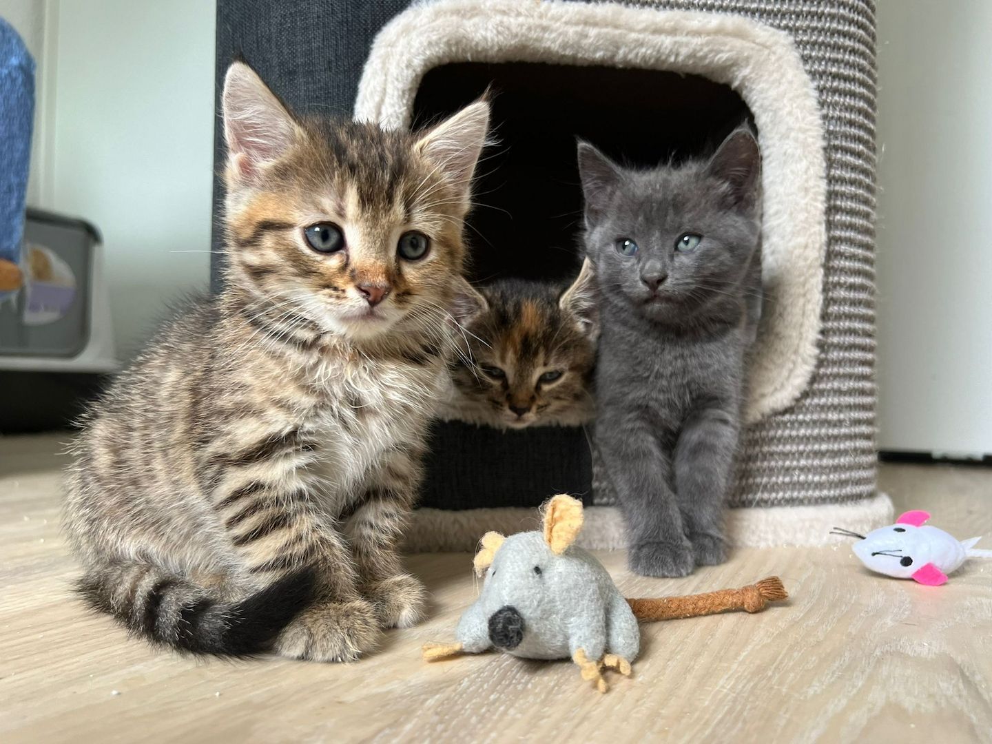 Süße BKH Kätzchen