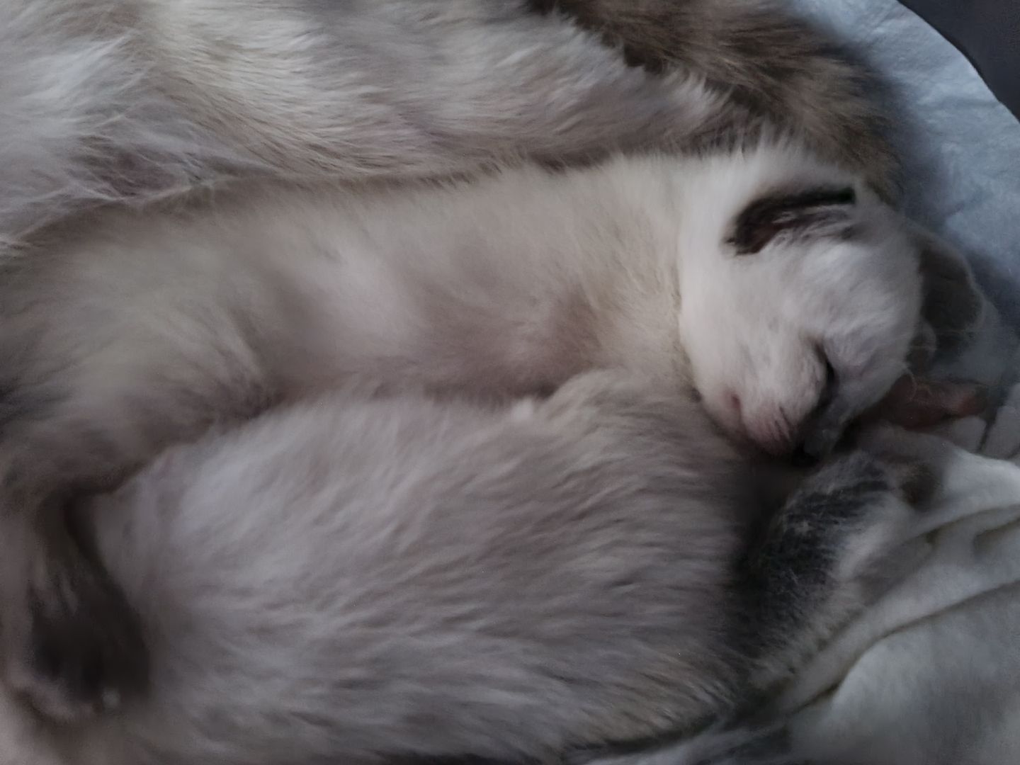 Reinrassige Siam Kitten blue point