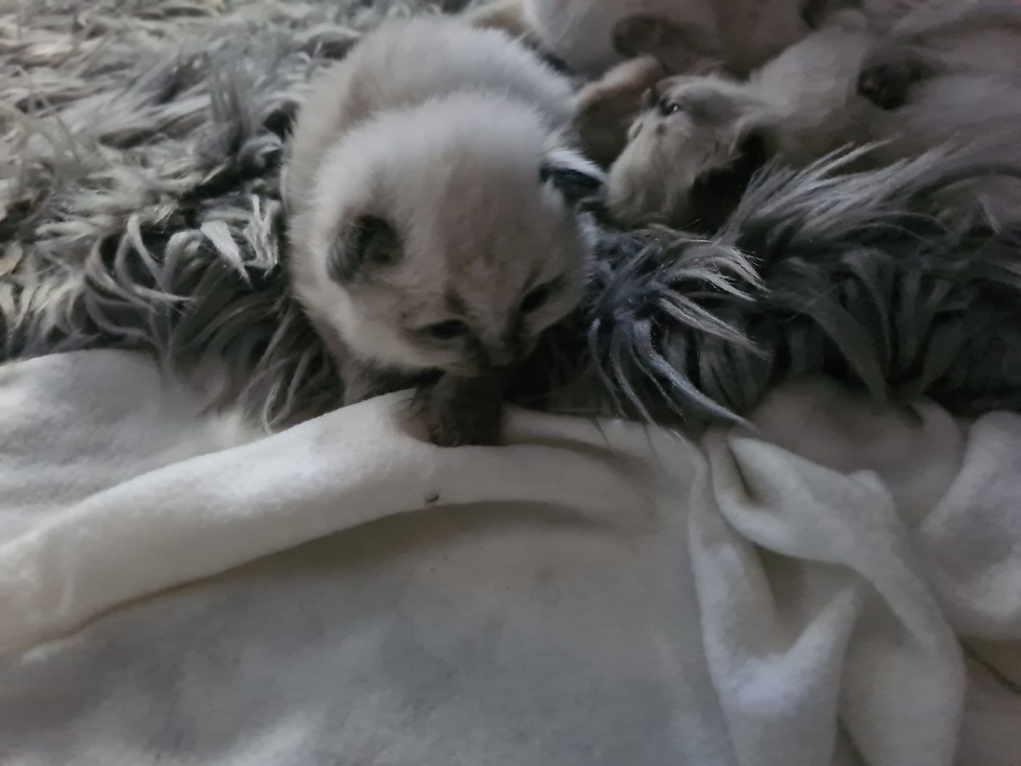 Reinrassige Siam Kitten blue point