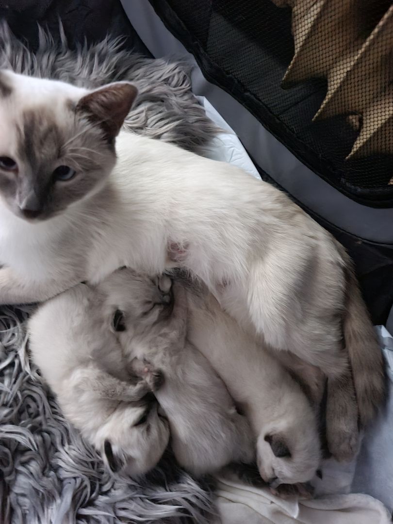 Reinrassige Siam Kitten blue point