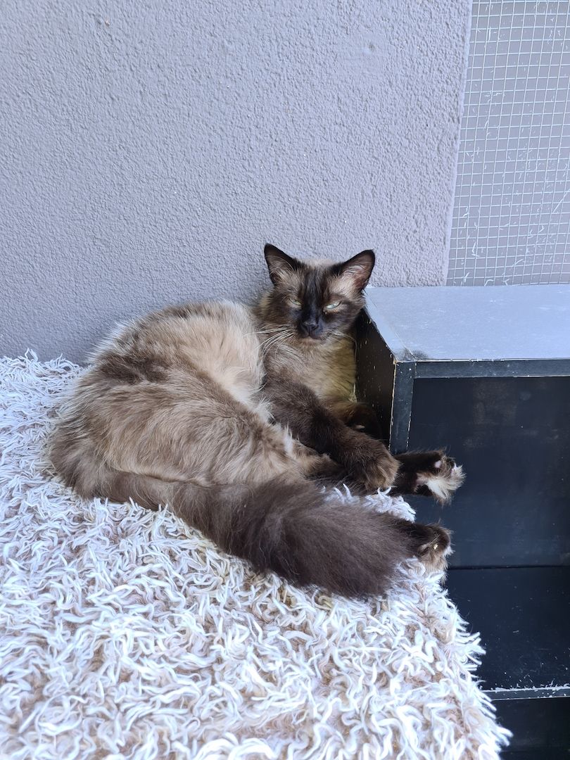 Reinrassige Siam Kitten blue point