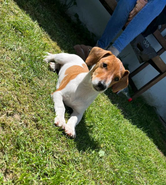 Jack Russel Hündin Jack Russel Hündin