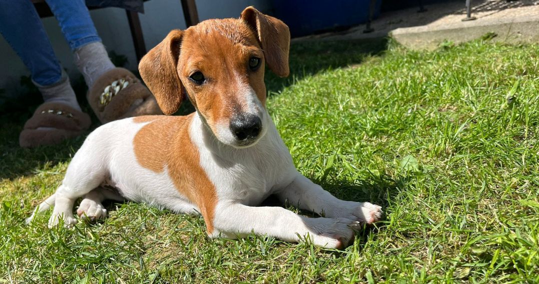 Jack Russel Hündin Jack Russel Hündin