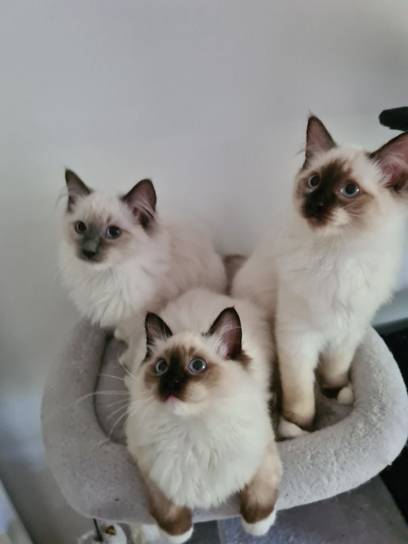 Ragdoll Kitten mit Stammbaum abholbereit!