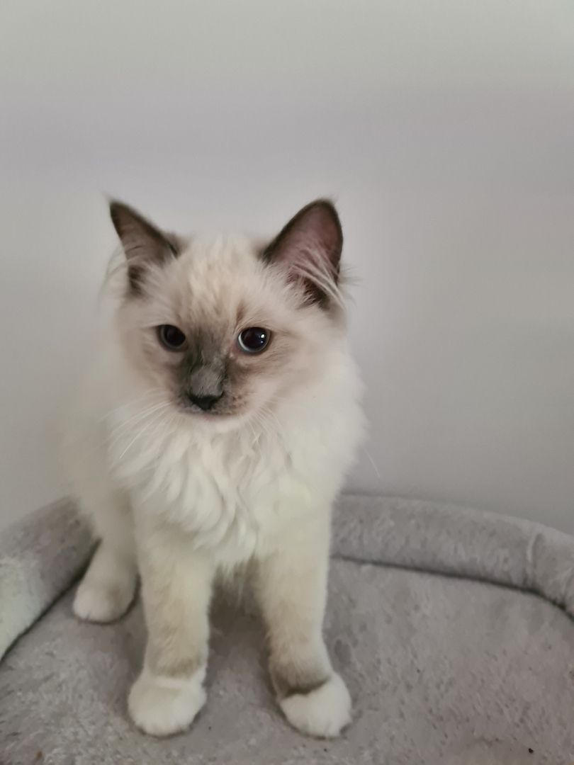 Ragdoll Kitten mit Stammbaum abholbereit!