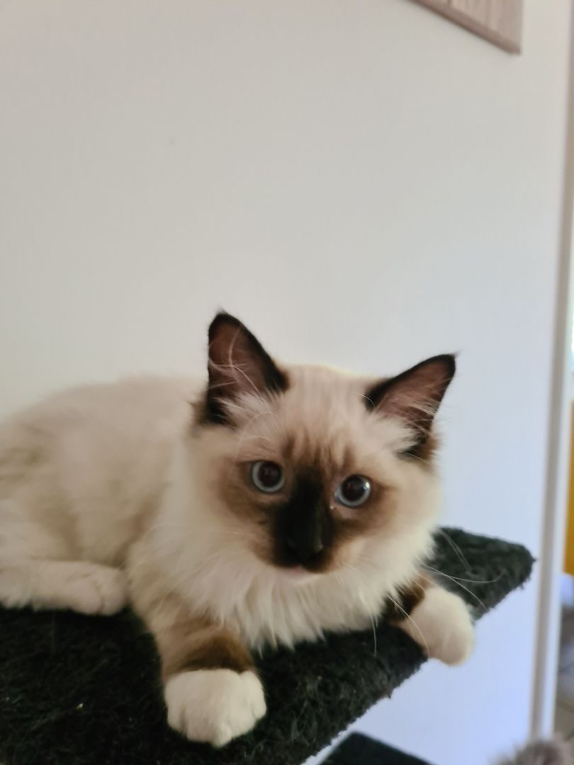 Ragdoll Kitten mit Stammbaum abholbereit!