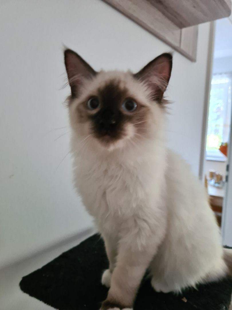 Ragdoll Kitten mit Stammbaum abholbereit!