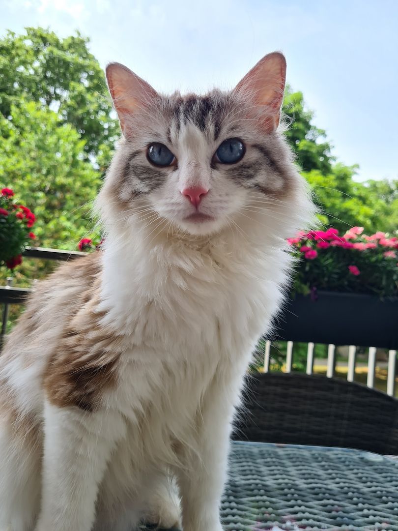 Ragdoll Kitten mit Stammbaum abholbereit!