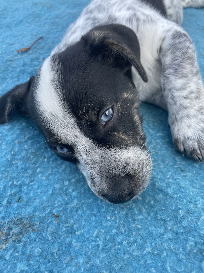 Hallo ich bin Axel Hallo ich bin Axel