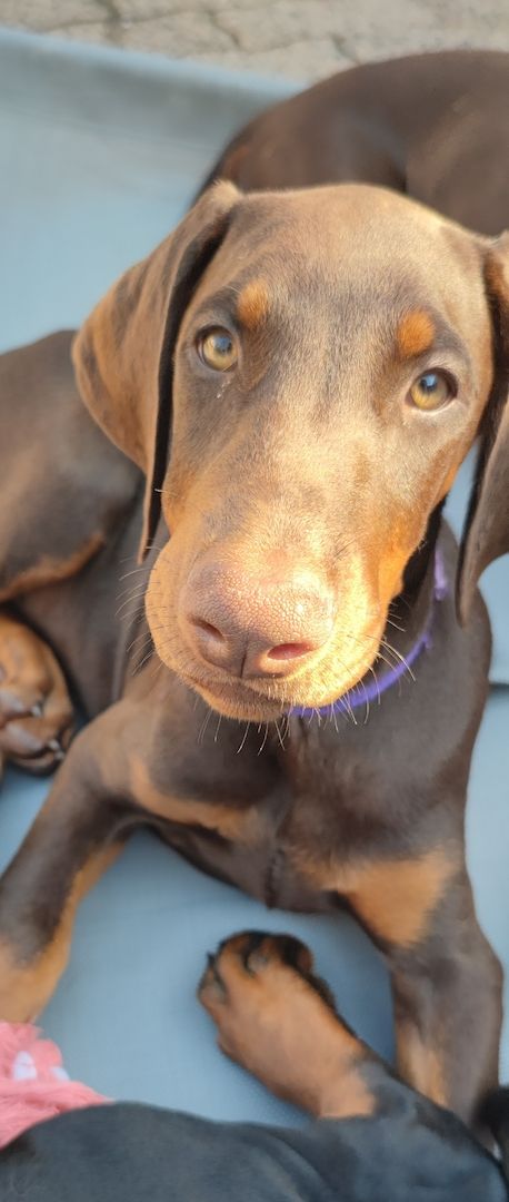 Tolle Dobermannwelpen