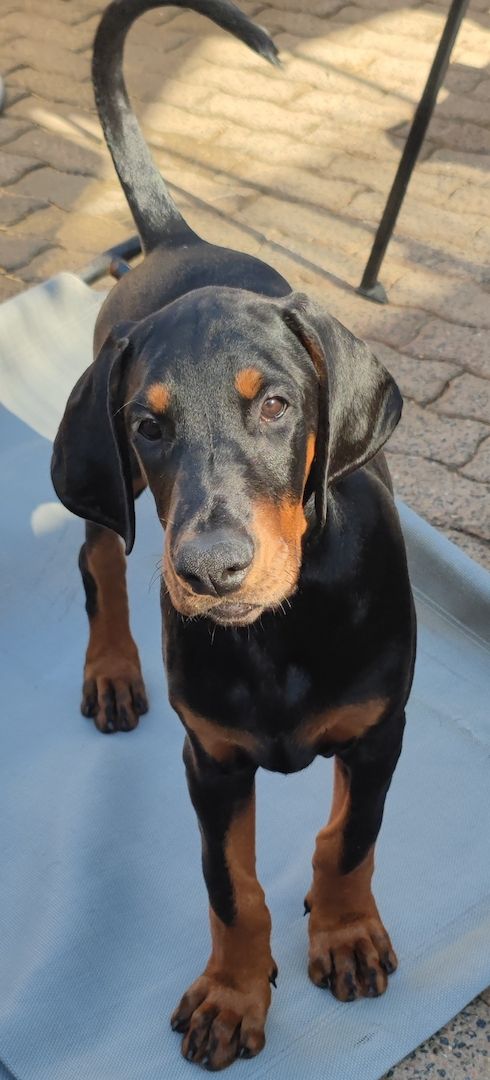 Tolle Dobermannwelpen