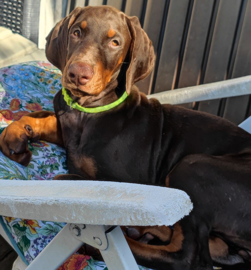 Tolle Dobermannwelpen