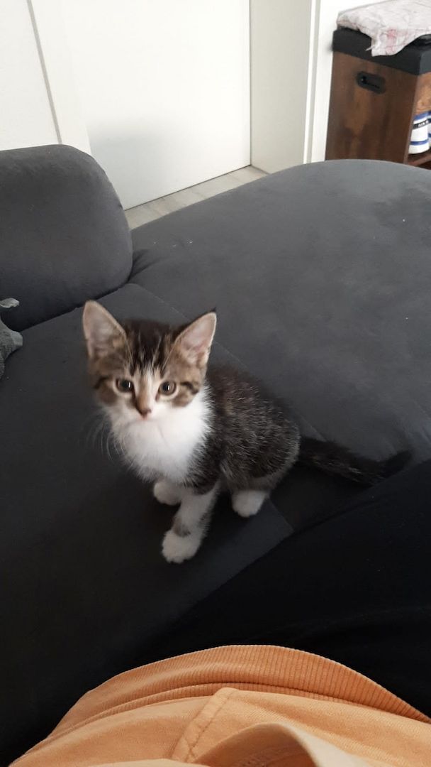 Kitten zu verkaufen