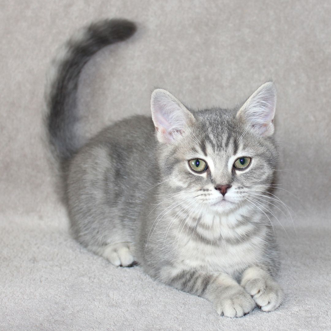 3x BKH Kätzchen Kater Katze Kitten Britisch Kurzhaar aus Dortmund