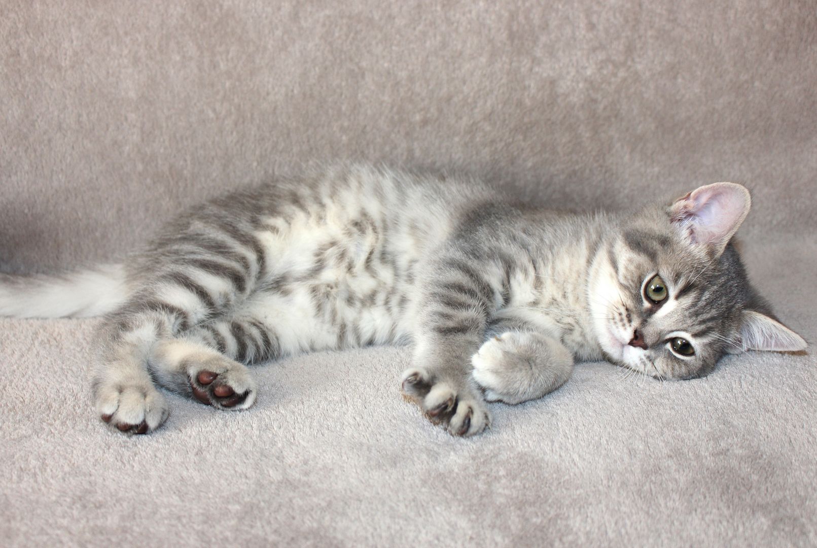 3x BKH Kätzchen Kater Katze Kitten Britisch Kurzhaar aus Dortmund