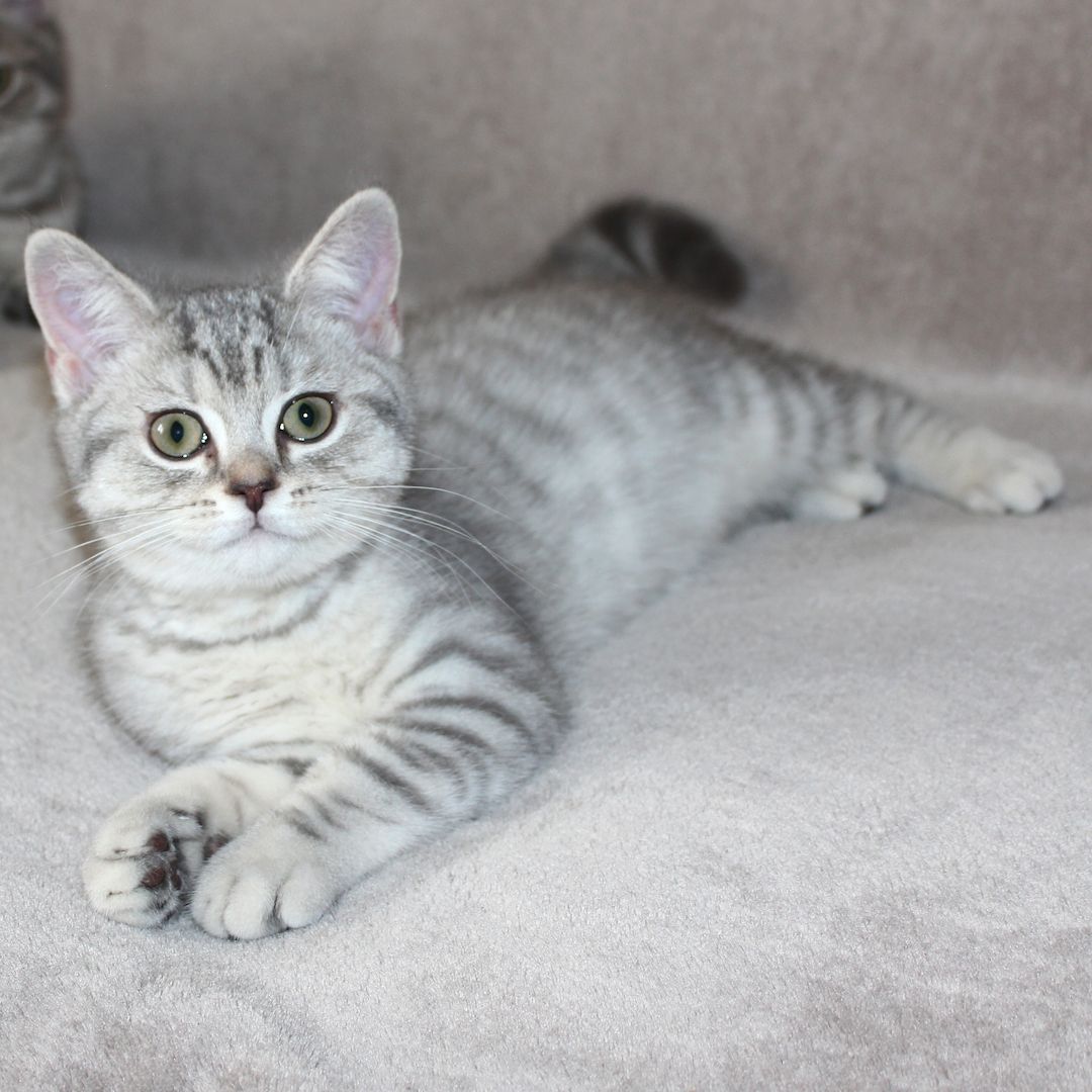 3x BKH Kätzchen Kater Katze Kitten Britisch Kurzhaar aus Dortmund