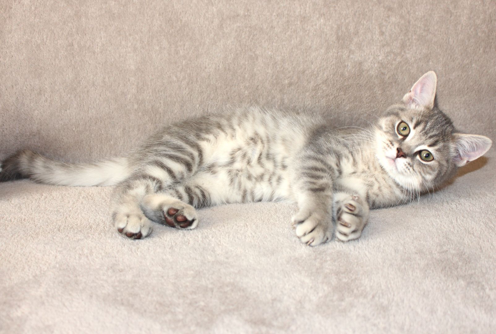 3x BKH Kätzchen Kater Katze Kitten Britisch Kurzhaar aus Dortmund