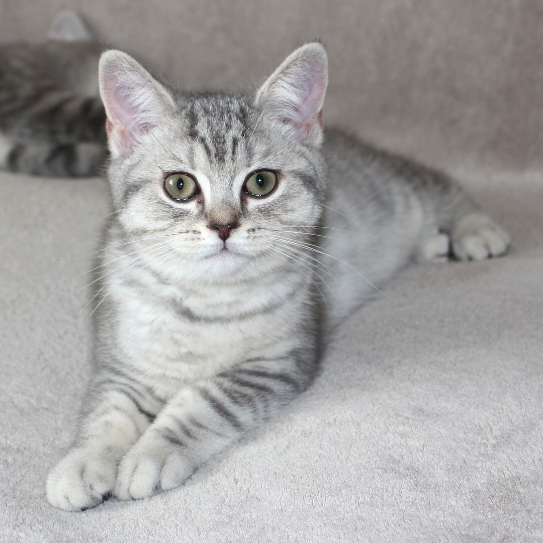 3x BKH Kätzchen Kater Katze Kitten Britisch Kurzhaar aus Dortmund