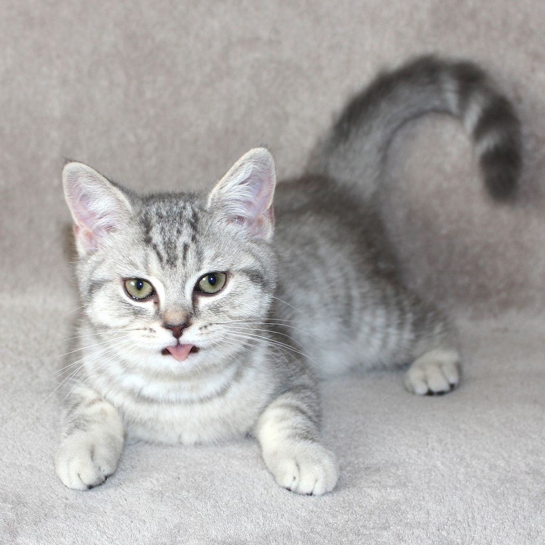 3x BKH Kätzchen Kater Katze Kitten Britisch Kurzhaar aus Dortmund