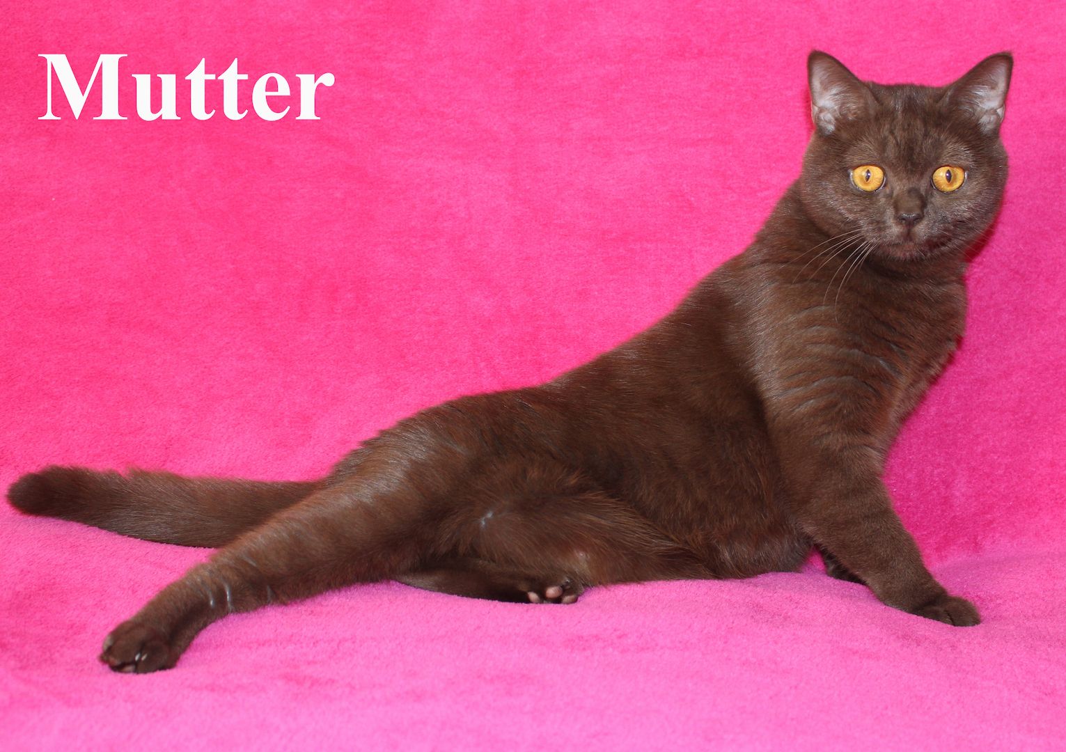 3x BKH Kätzchen Kater Katze Kitten Britisch Kurzhaar aus Dortmund