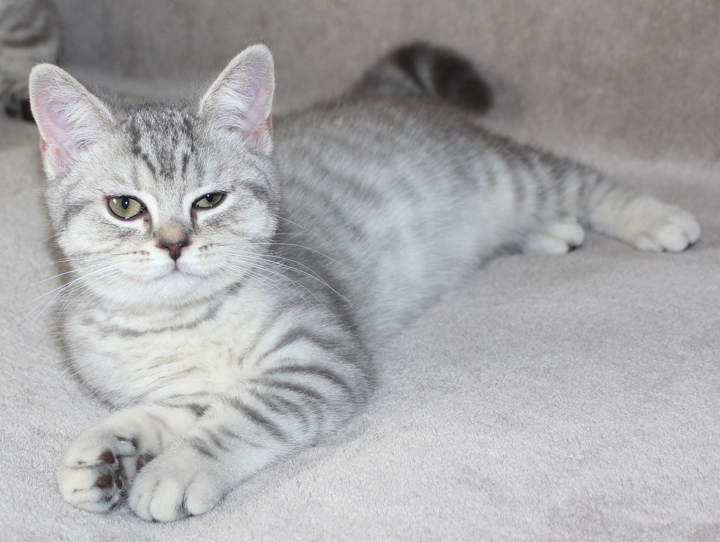 3x BKH Kätzchen Kater Katze Kitten Britisch Kurzhaar aus Dortmund