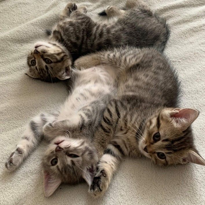 BKH Silber Tabby Classic BKH Silber Tabby Classic