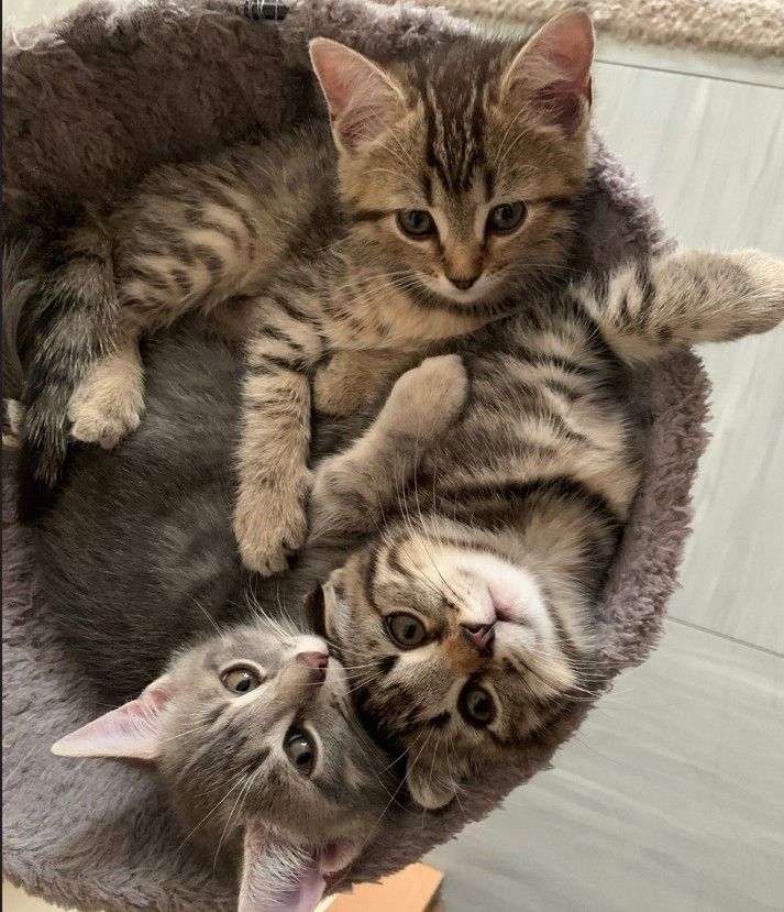 BKH Silber Tabby Classic BKH Silber Tabby Classic