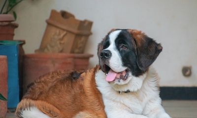 Bernhardiner: Ehemaliger Rettungshund mit Herz