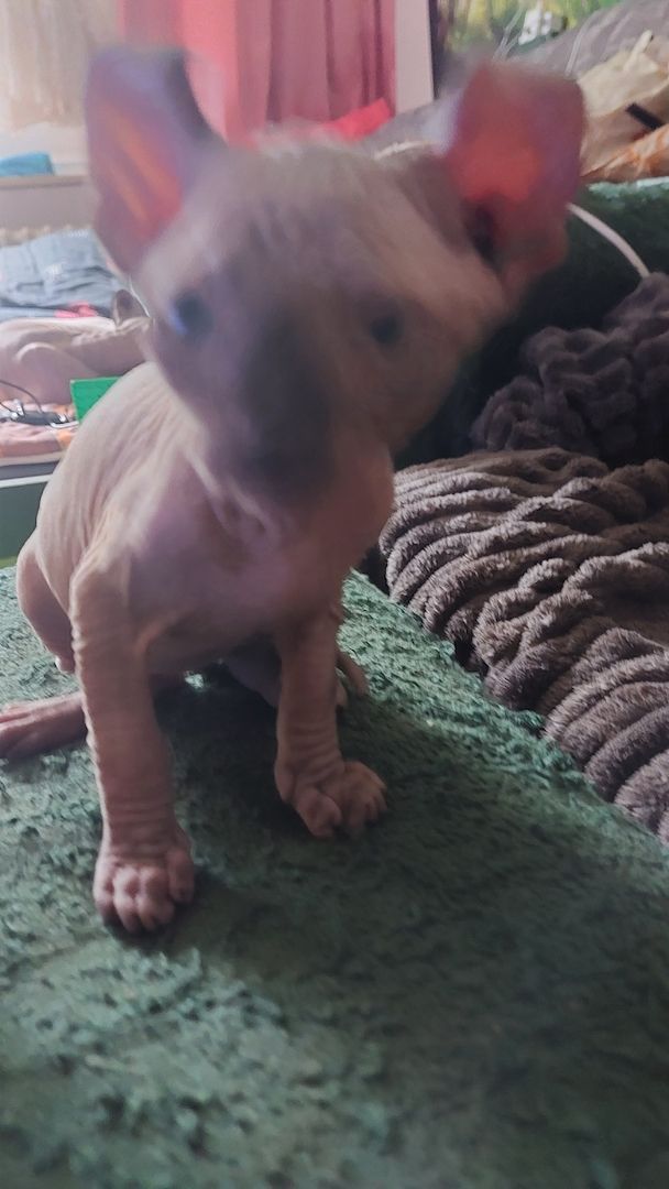 Sphynx Kitten