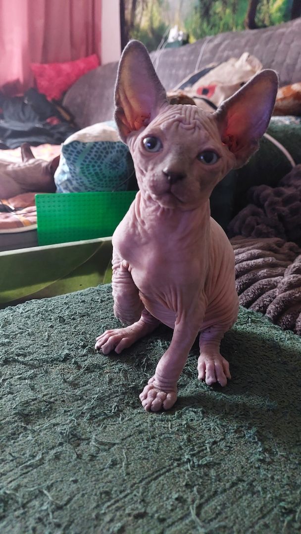 Sphynx Kitten