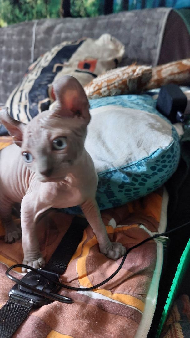 Sphynx Kitten