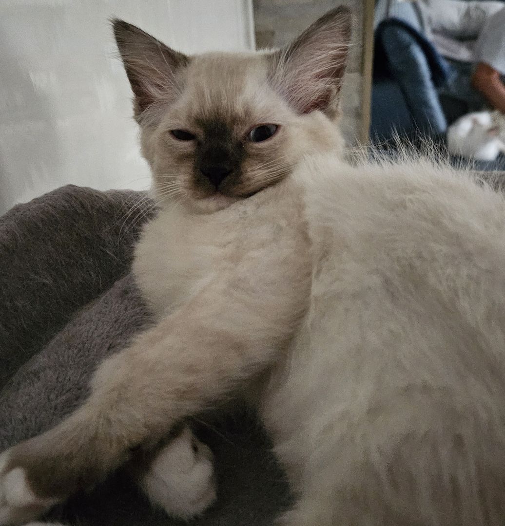 Wunderschönes Ragdoll Katerchen