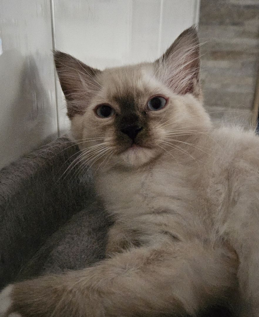 Wunderschönes Ragdoll Katerchen