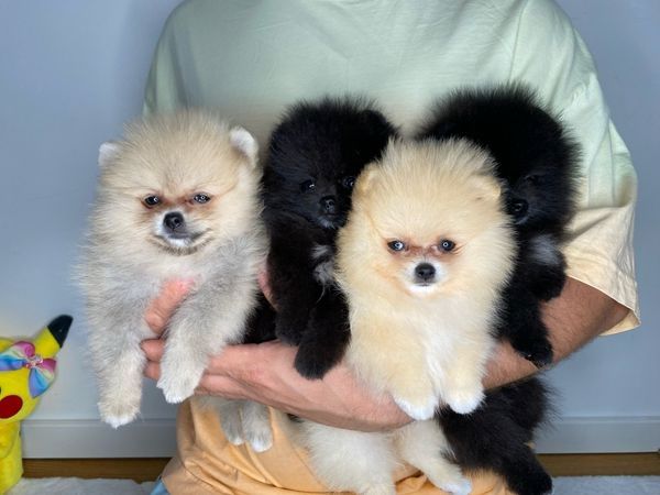 Zwergspitz pomeranian Welpen Zwergspitz pomeranian Welpen