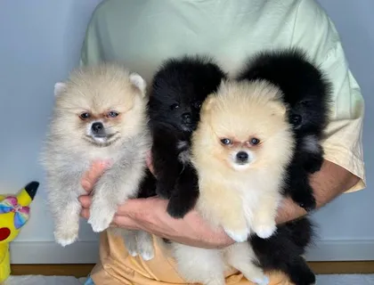 Zwergspitz pomeranian Welpen