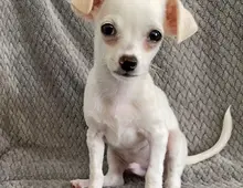 1, 1 kg Xxs Mini-Chihuahua-Langhaar Dame (7Monate))