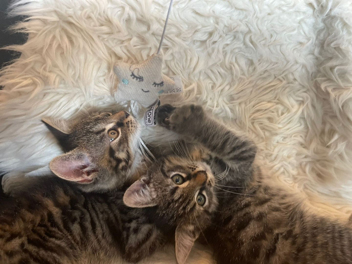 5 kleine Kätzchen suchen ein neues Zuhause