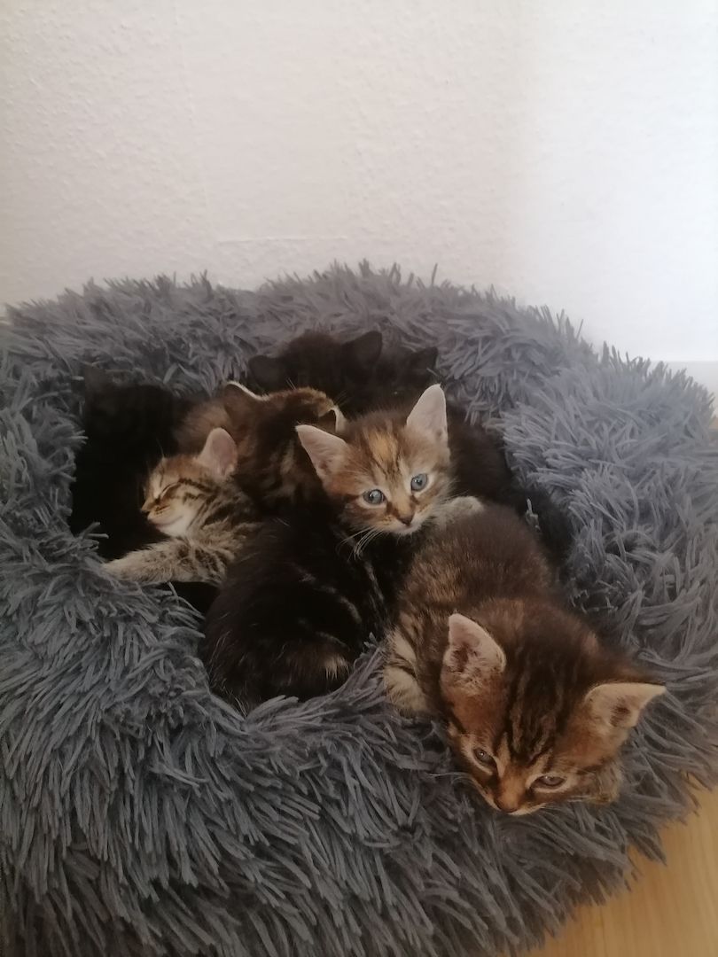 5 kleine Kätzchen suchen ein neues Zuhause