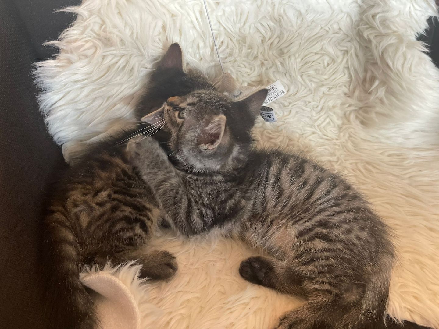 5 kleine Kätzchen suchen ein neues Zuhause