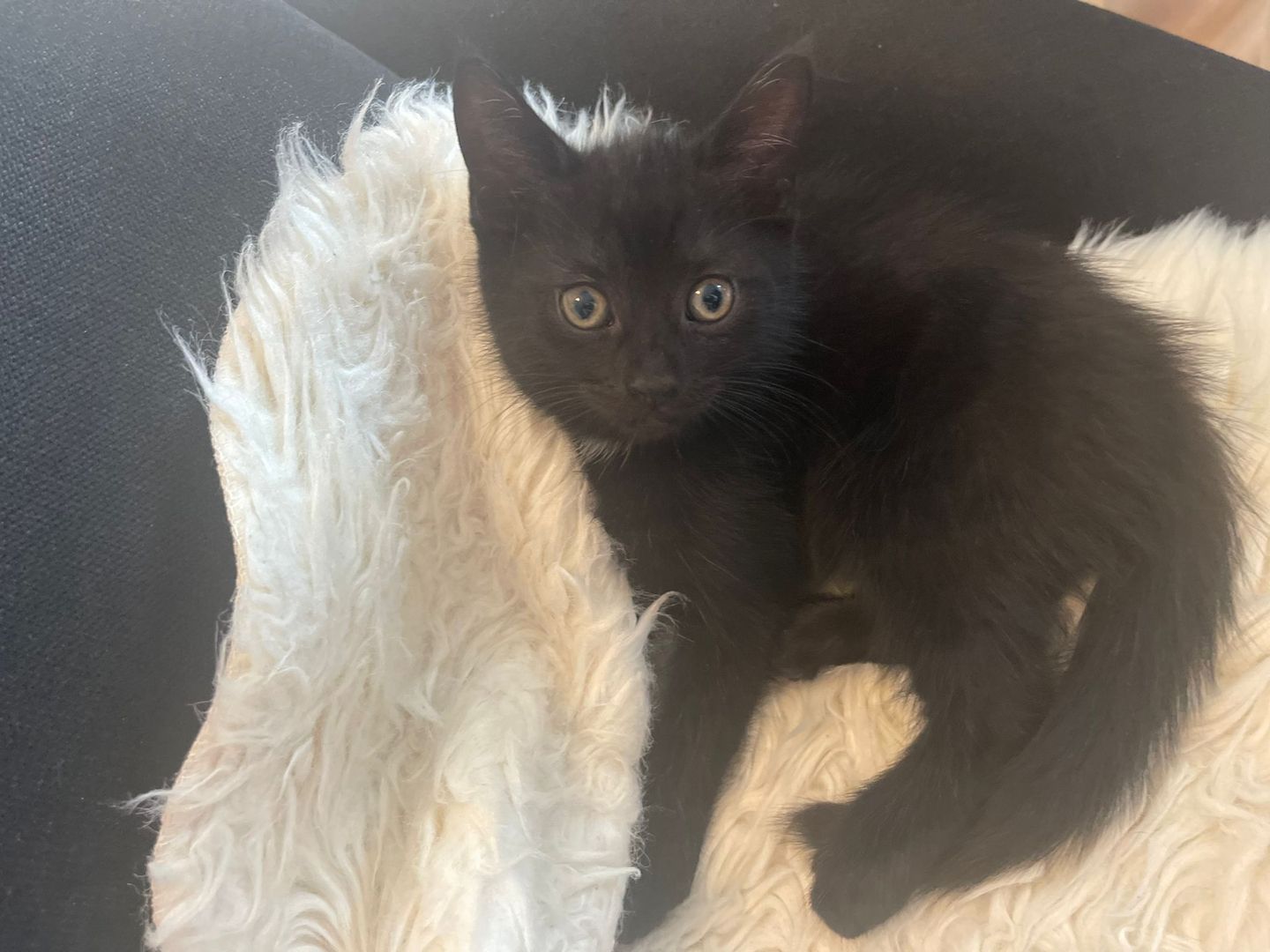 5 kleine Kätzchen suchen ein neues Zuhause