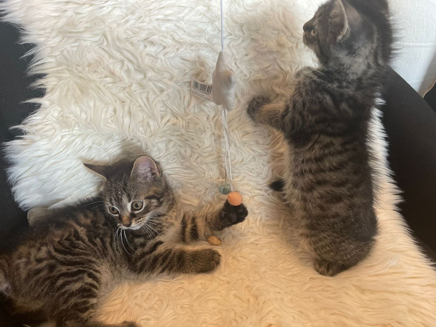 5 kleine Kätzchen suchen ein neues Zuhause