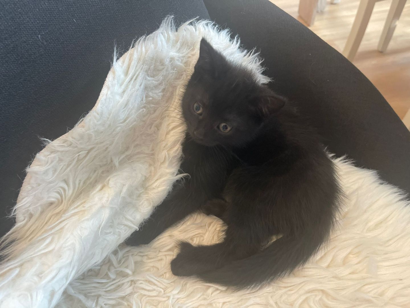 5 kleine Kätzchen suchen ein neues Zuhause