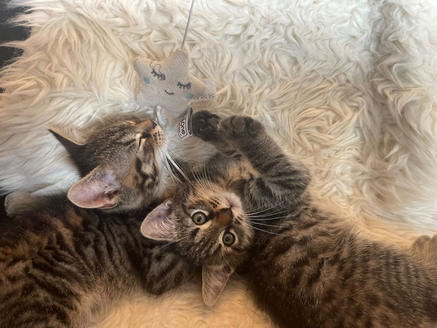 5 kleine Kätzchen suchen ein neues Zuhause