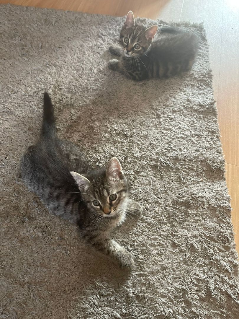 5 kleine Kätzchen suchen ein neues Zuhause